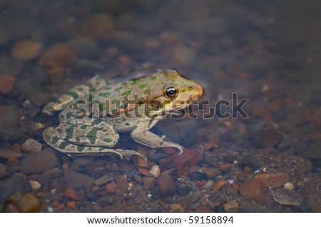 A large frog sitting in a lake. Closeup, macro.