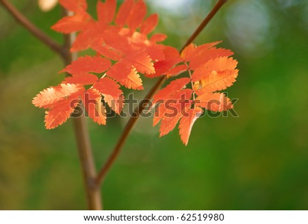 Very beautiful mountain ash leaves red. Picture on the changes in nature in the autumn.