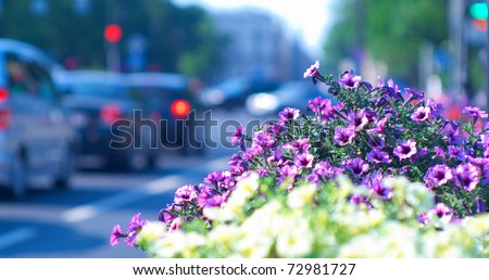 Beautiful city background with flower beds and cars in the background. Shallow DOF.