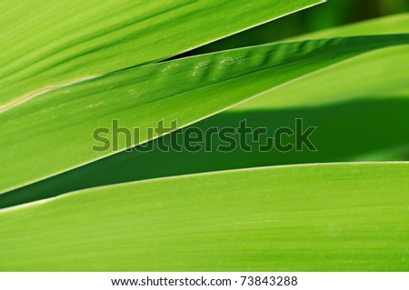 Green leaves texture. Beautiful seasonal background. Perfect color.