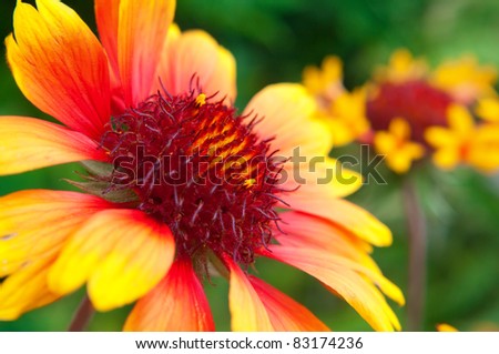 Beautiful red and yellow flower close up. Summer theme.