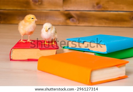 two yellow alive little chickens with pile of variegated books closeup indoors