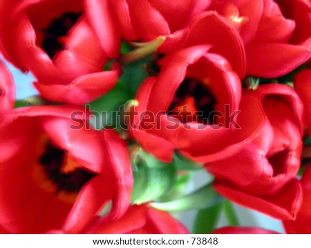 red tulips texture
