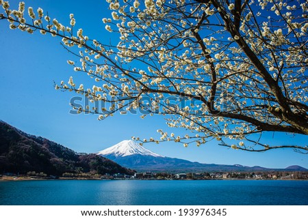 KAWAGUCHIKO JAPAN- MARCH 21: Sakura flower blossom with mount Fuji as background on 21 March, 2013 at Kawaguchiko lake, Japan