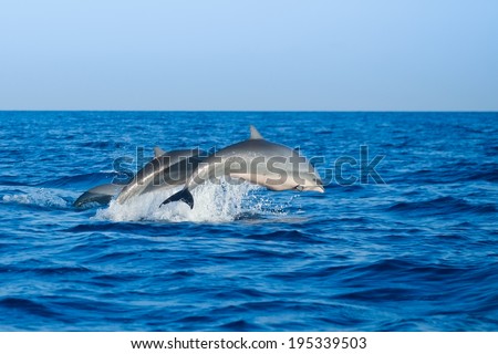Couple jumping dolphins, blue sea and sky