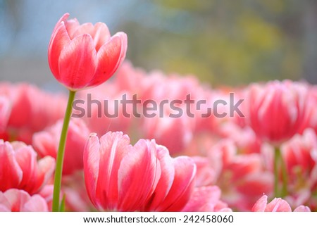Fresh red-white tulips in warm sun light