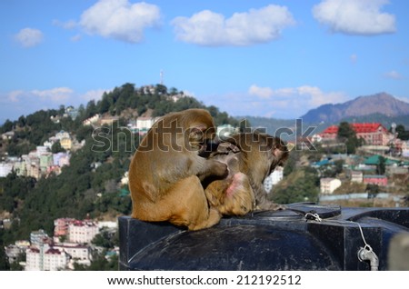 this picture shows two monkeys enjoying the sun in a hill station in the Himalayas.