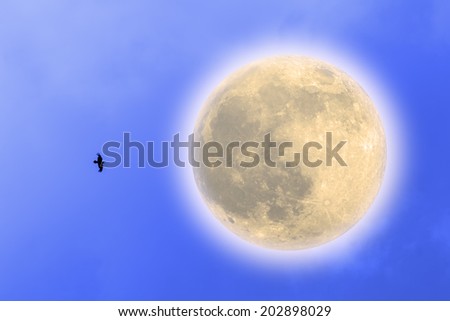 Full moon with a bird flying around it.