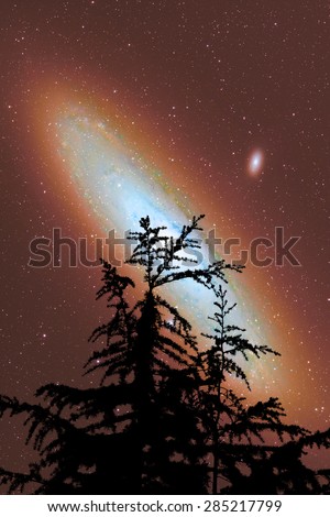 Silhouette of a  tree with stars and galaxy in the background. Mosaic of my work including Andromeda galaxy.