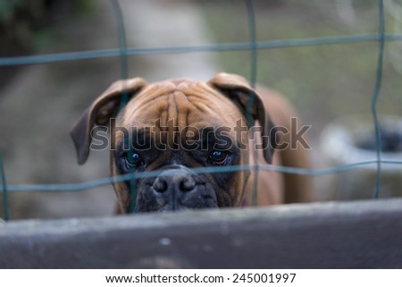 Dog behind a fence looking in camera.