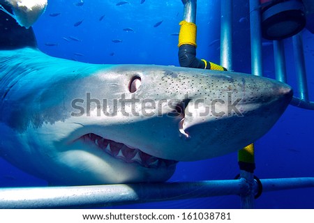 white shark in the cage / Great White Shark swims to the divers in the cage