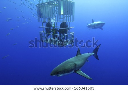 Great White Shark Swims Around The Cage