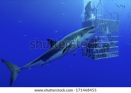 White Shark, Cage / Great White Shark Swims Around The Cage