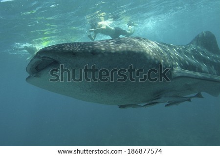 Friendly whale shark swims in deep blue water