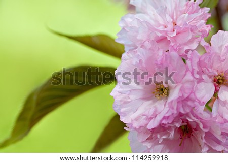 close up pink flowers