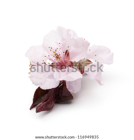 Cherries Flower