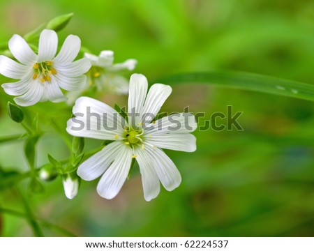 white flowers (Stellaria media)