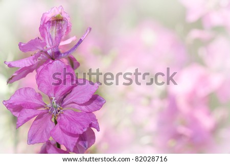 stock photo : purple Delphinium flowers