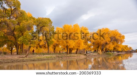 The autumn in Populus diversifolia.China\'s Inner Mongolia egina autumn