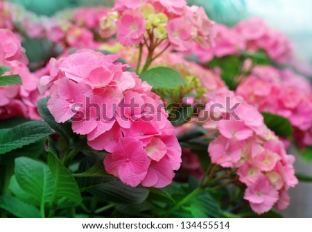 Beautiful pink hydrangea flowers.
