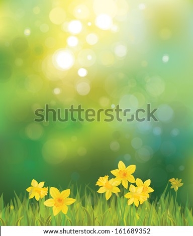 Vector of daffodil flowers on spring background.
