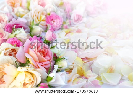Roses flowers and petals background.