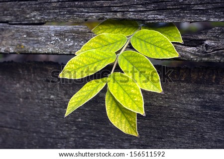 Beautiful light green plant broke up the wooden wall