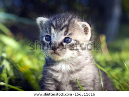 Grey whiskers kitten in the grass - 2 weeks old with beautiful blue eyes background / wallpaper