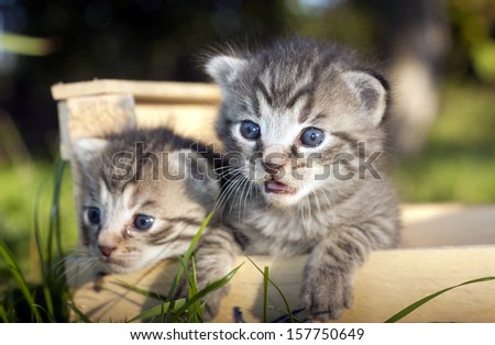 Two beautiful whiskers kitten wondering in a wooden box -outside picture- 2 weeks old cats