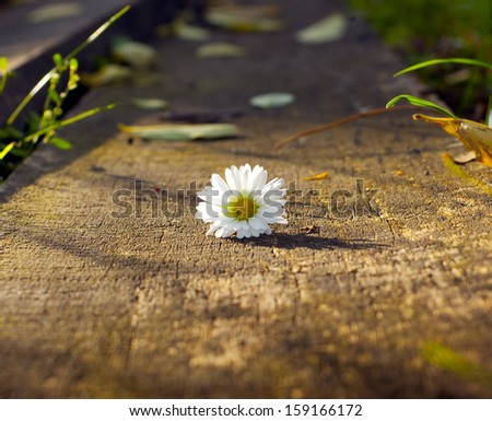 Little daisy on a wooden desk with sunshine
