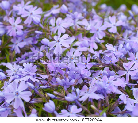 Beautiful violet / purple small flowers in grandma\'s garden ( wallpaper )