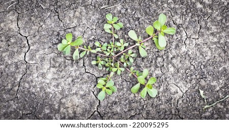 Dry ground whit bright green little plant