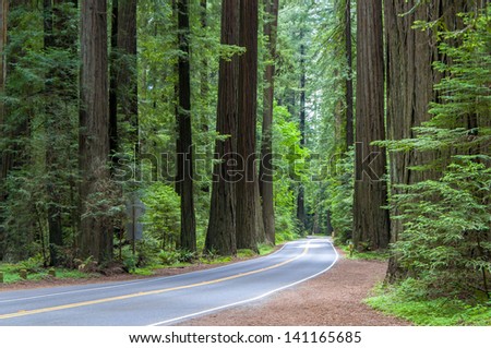 Road Through The California Coastal Redwood Forest