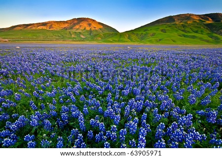 Field of lupines in the Spring