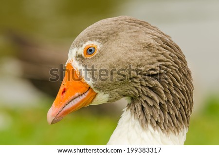 Animals in Wildlife - Goose