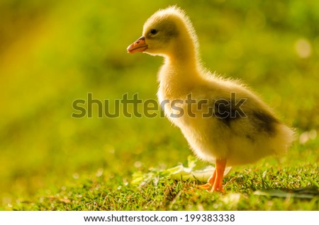 Animals in Wildlife, - Baby Goose