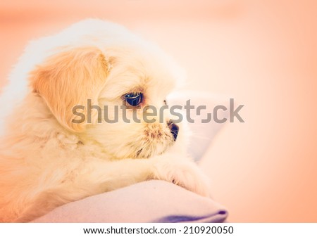 forty five days Lhasa Apso on a basket resting, grate for magazine photos!