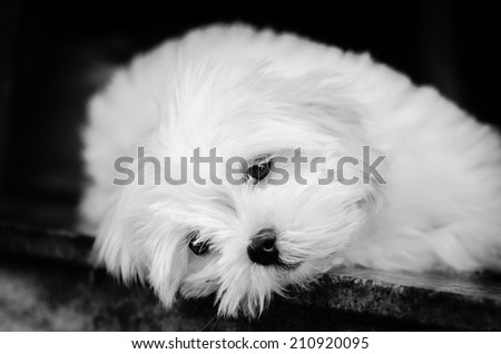 45 days Lhasa Apso on a basket resting, grate for magazine photos!
