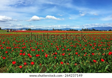 Tulip Farm. Mount Vernon, WA USA - March, 26 2015 Skagit Valley Tulip Festival attracts lots of visitors from all over the country.