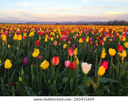 Tulip Festival. Woodburn, OR USA - March, 29 2015. Annual tulip festival is held in Woodburn, OR.
