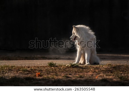 Samoyed dog on a dark background and the steam from the mouth. White dog on dark background.