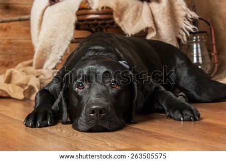 Portrait of a sad black labrador lying on the floor