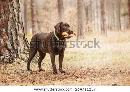 Chocolate labrador playing with toy in the forest