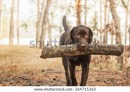 chocolate labrador retriever holding a stick in his mouth in the forest on the background