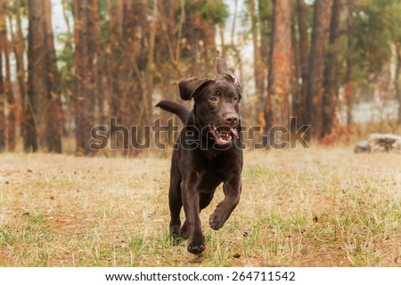 chocolate labrador retriever running in the forest on the background