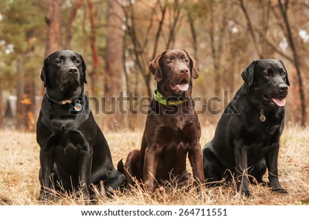 Three Labrador retriever sitting in a forest
