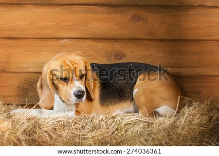 Beagle dog lying on the hay on the background of a wooden wall in a country style