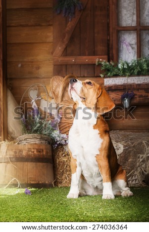beagle dog sitting on a country style background
