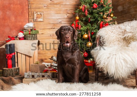 New Year mood. Chocolate labrador retriever wishes Merry Christmas