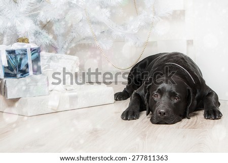 New Year mood. Black labrador retriever wishes Merry Christmas